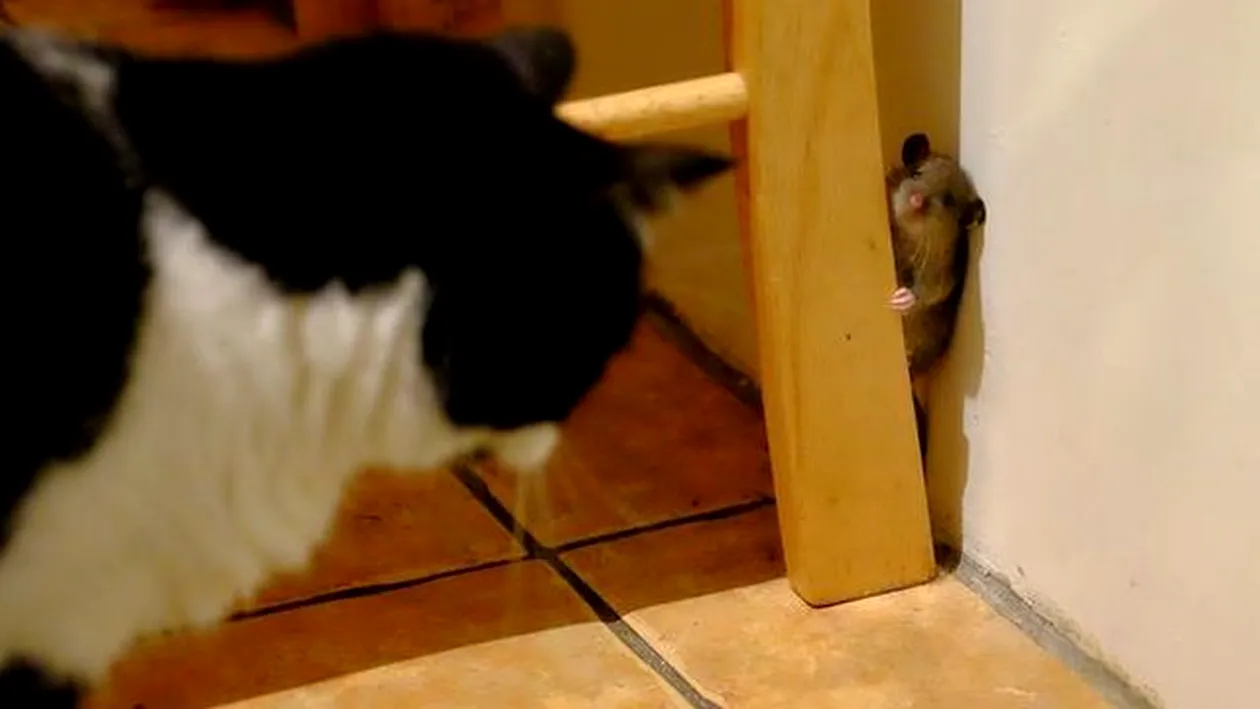 Tom şi Jerry în viaţa reală: vezi cum se tachinează un şoarece şi o pisică! 