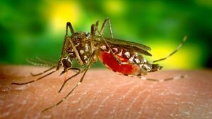Specialiștii au descoperit că febra Dengue oferă imunitate împotriva Covid-19