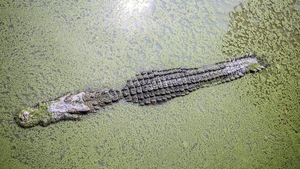Incident rupt din filme în Australia. Un bărbat a deschis cu mâinile goale fălcile crocodilului care îl mușcase de cap