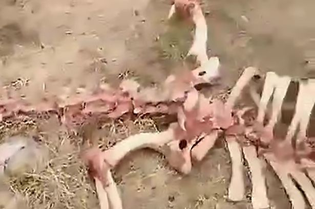Au găsit un schelet ciudat şi au fost şocaţi, iar în imagini se poate vedea clar că e vorba de o creatură uriaşă: „Chiar există!”
