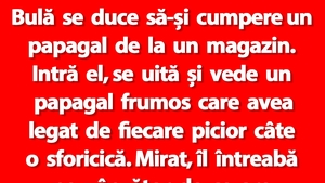 BANC | Bulă se duce să-și cumpere un papagal de la un magazin