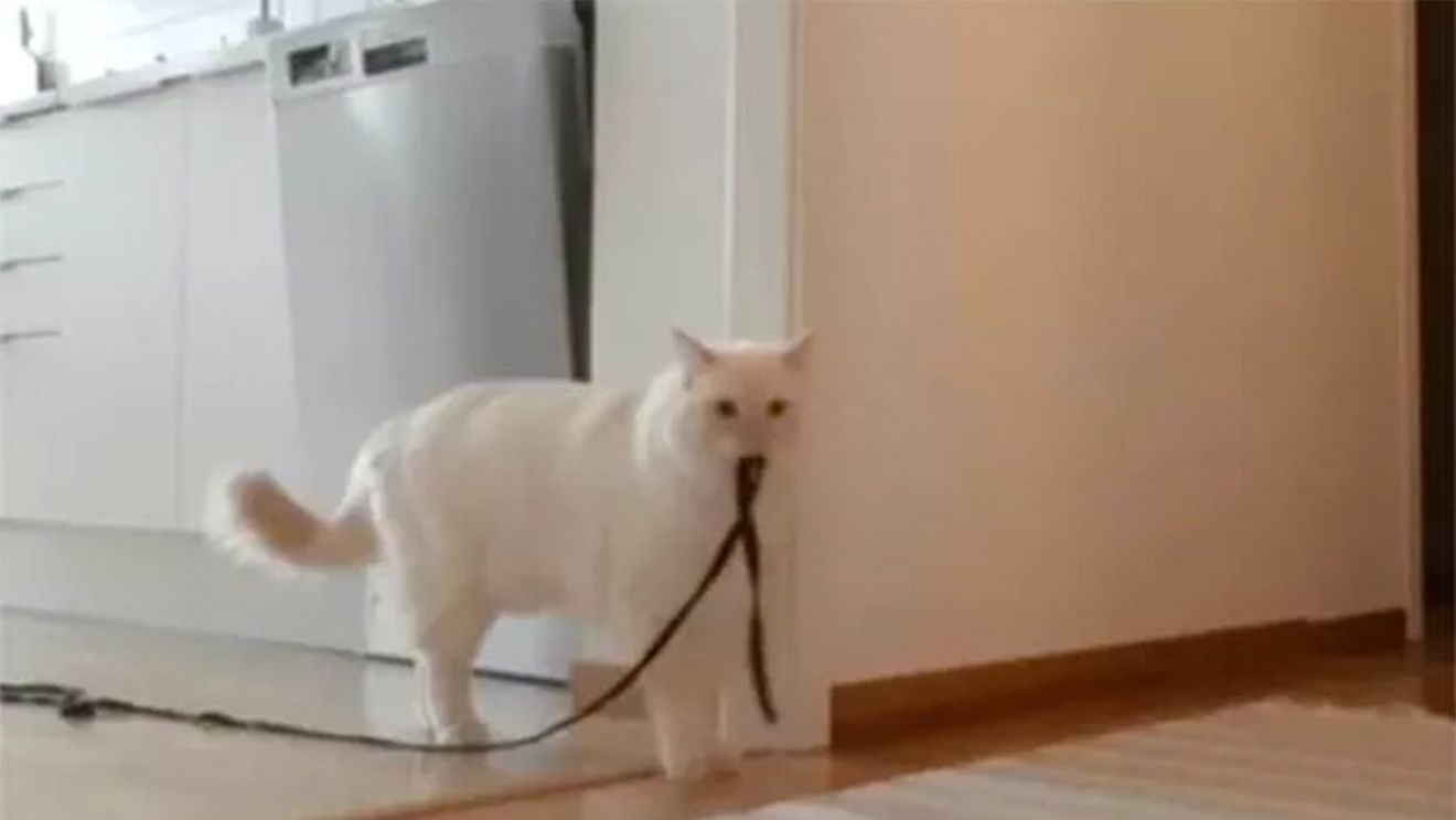 Stăpâna și-a lăsat pisica singura acasă, dar nu o va mai face vreodată. Ce a văzut pe camerele de supraveghere din casă