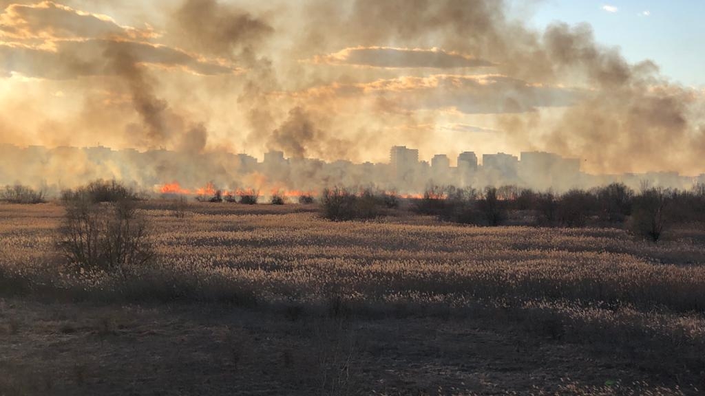 Incendiu devastator în Delta Văcărești pe o suprafață de 20.000 de metri pătrați VIDEO