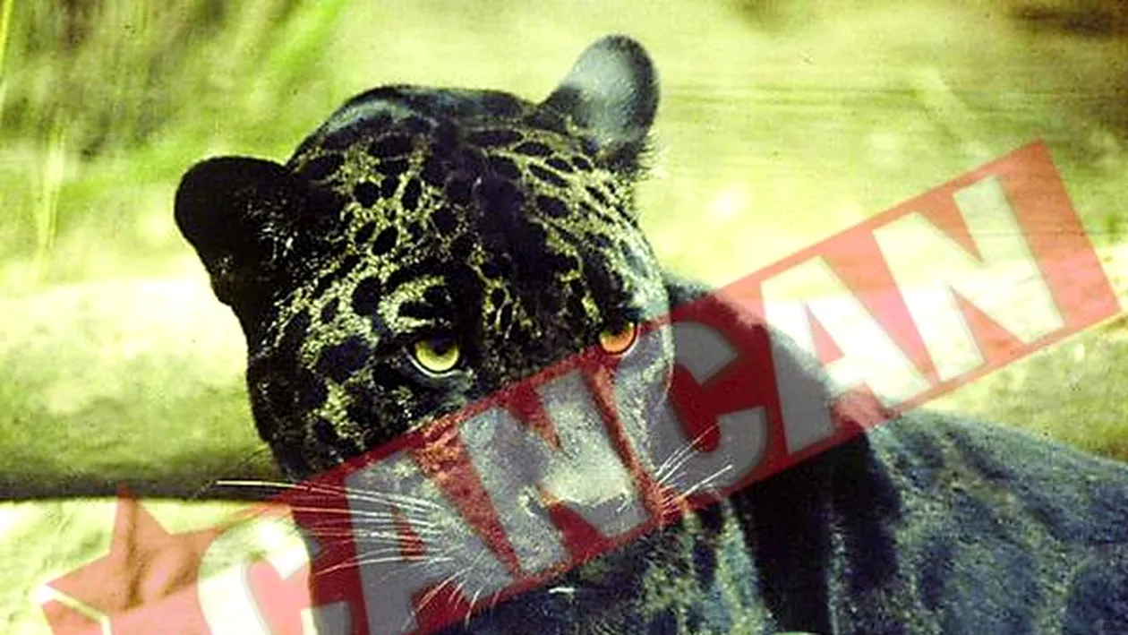 Jaguarul Bety a murit in urma unui infarct