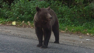 S-a luat la "luptă" cu ursul! Un bărbat din Argeş a fost atacat de animal după ce a încercat să-l omoare