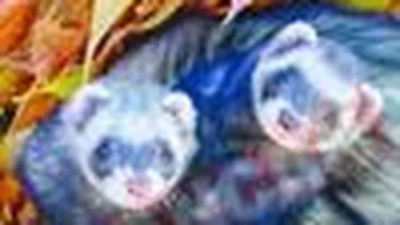 Animale de companie exotice