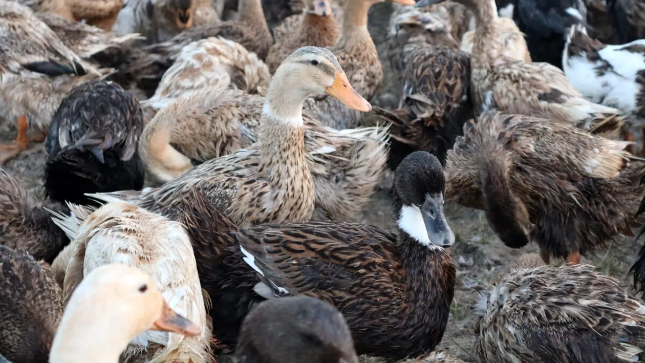 Un bărbat a descoperit aur în stomacul unei rațe. Cine va avea dreptul să păstreze metalul prețios