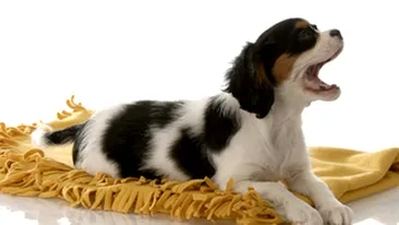 VIDEO Oficialii unui mic orasel din SUA vor sa le interzica cainilor sa latre!