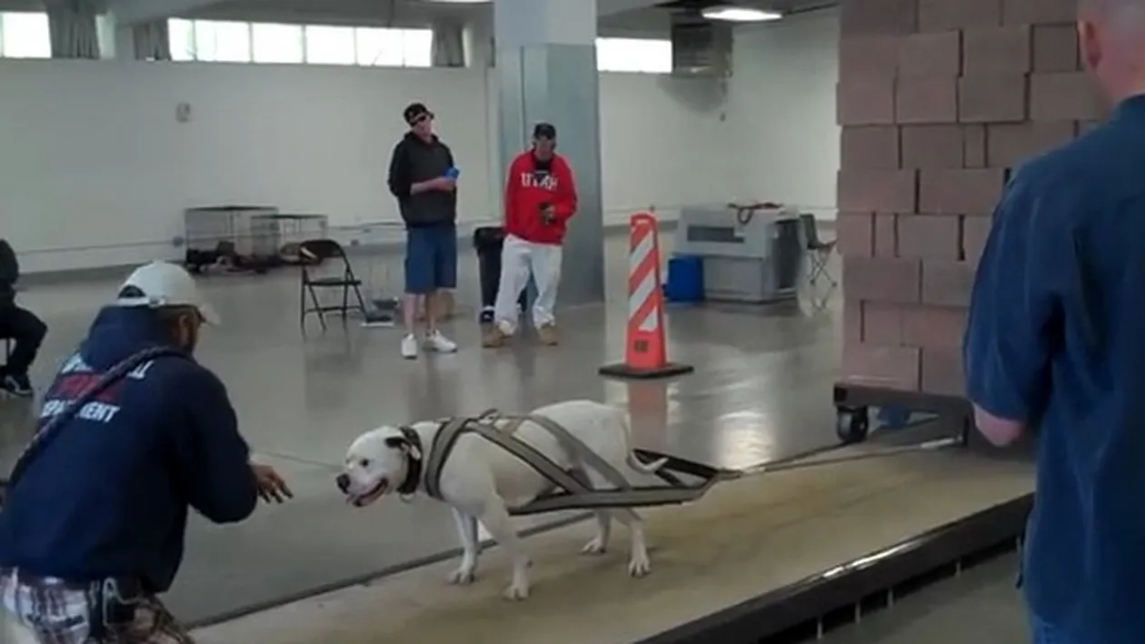 INCREDIBIL: Cei mai PUTERNICI caini din lume! O sa ramai cu gura cascata daca vezi ce greutati trag!