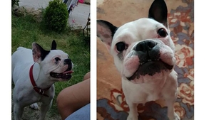 500 de euro recompensă pentru un bulldog francez dispărut: „Zola vrea acasă!”