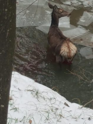 Căprioara nu a avut nicio șansă în fața lupilor