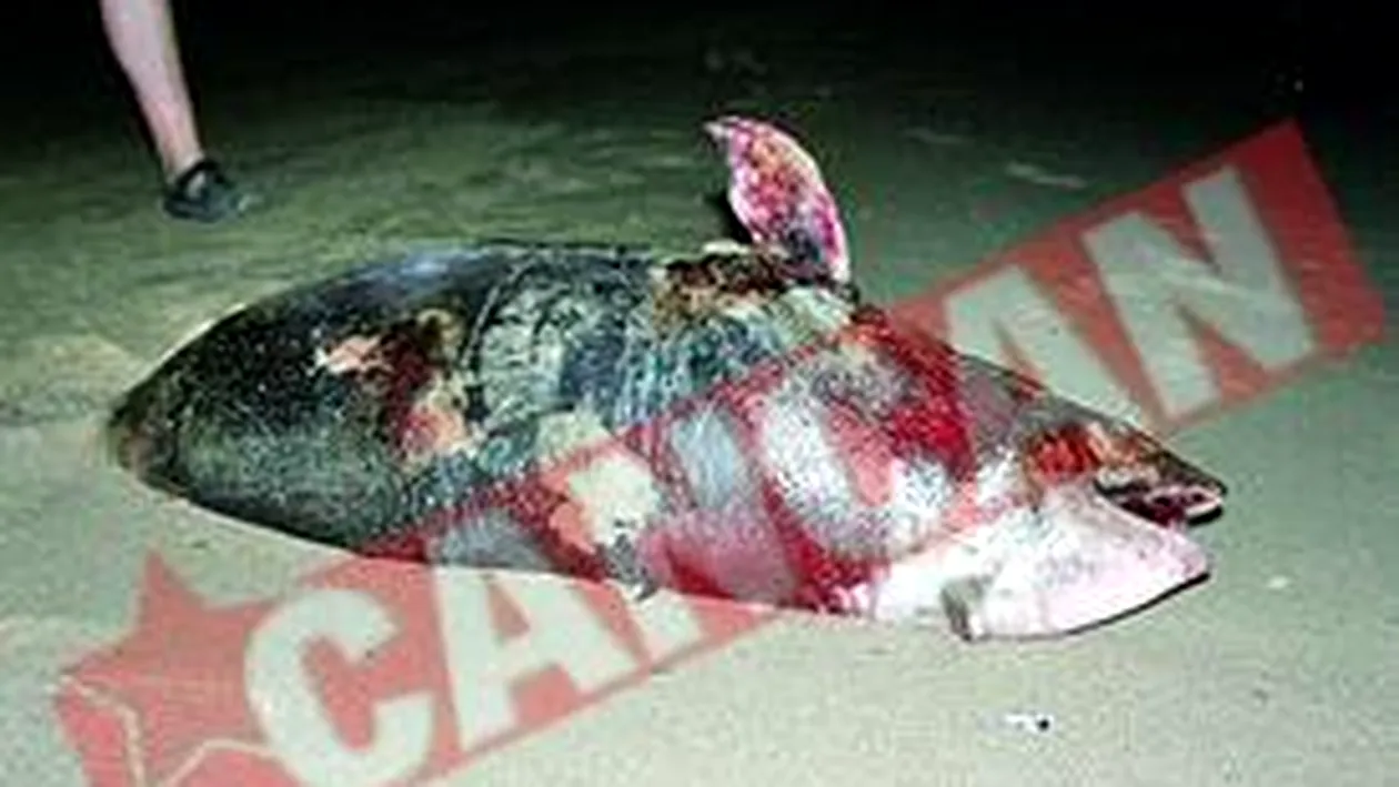 Delfin omorat pe litoral