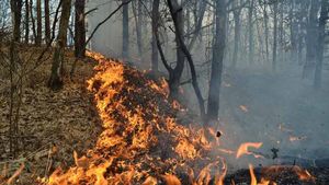 Alertă! Catastrofa din Grecia, unde au murit aproape 90 de oameni, s-ar putea repeta și în România. Peste 15.000 de incendii de vegetație în țara noastră, în 2017