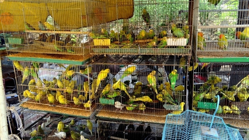 Bancul Zilei | Un tip se duce să returneze un papagal la pet-shop