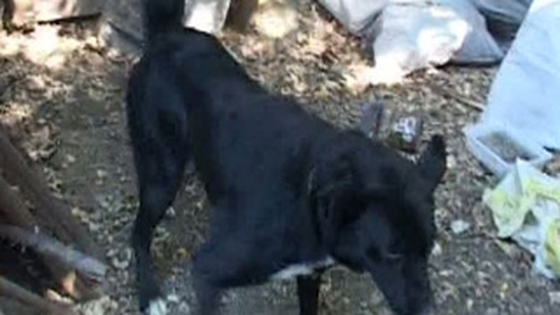 O fetita de doi ani a fost muscata de fata si cap de cainele vecinilor!