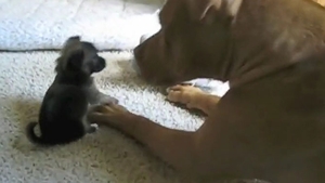 VIDEO O sa iti faca ziua mai placuta! Catelul asta adorabil s-a "duelat" cu dulaul si pisica familiei si a castigat! Trimite-l prietenilor tai pe Facebook