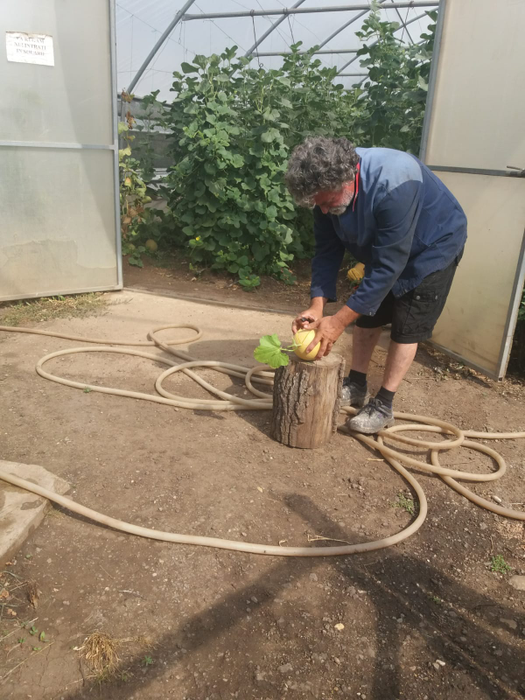 Marian Baronescu se mândrește cu pepenii săi cultivați vertical