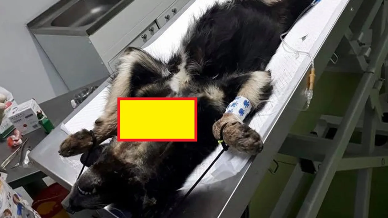 Scene barbare pe străzile din Babadag! Un bărbat a vânat câini cu arbaleta, iar o femelă cu pui a fost ucisă