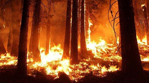 Incendiu de pădure în județul Timiș. Zeci de pompieri intervin pentru a stinge focul
