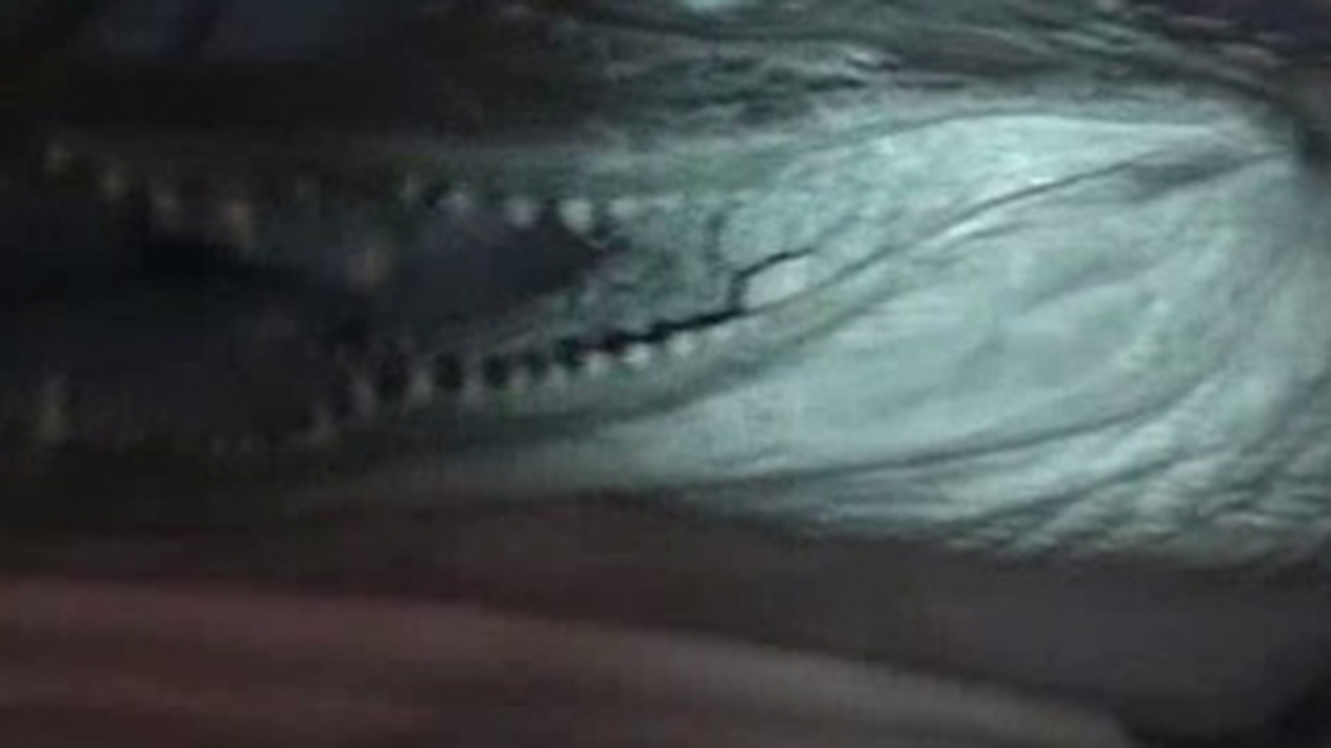 VIDEO Ce mai fura romanii? Bibelouri, scoici si... un crocodil impaiat!
