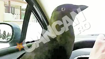 Un timisorean a facut-o vedeta. Cioara Zorro, cea mai buna prietena a cainelui