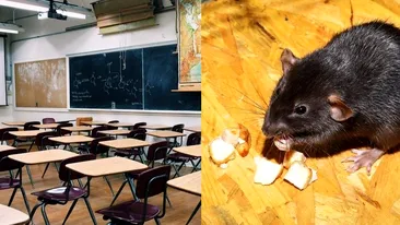 Alertă de șobolani în Capitală! Ce spune directorul unei unități de învățământ: ”Situația este destul de dramatică”