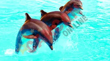 Avem delfini, n-avem avion sa-i aducem!