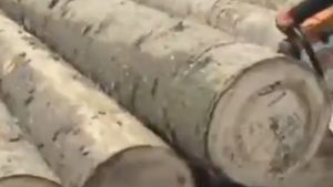 Imaginile realizate in Romania care fac inconjurul lumii! Ce au descoperit in acesti copaci dupa ce au taiat pomii cu drujba