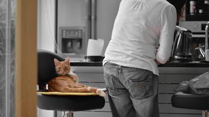 (P) Cum poți învinge o pisică încăpățânată? Trecerea pisicii tale la o dietă mai sănătoasă, pas cu pas