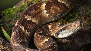 GESTUL INCREDIBIL facut de un baietel de un an si jumatate, atacat de o vipera! A MUSCAT sarpele!