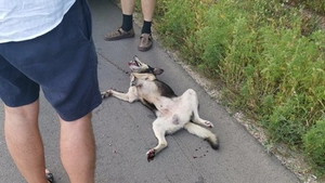 Imagini sfâșietoare! Un preot din Moldova a legat un câine de mașină și l-a târât pe șosea