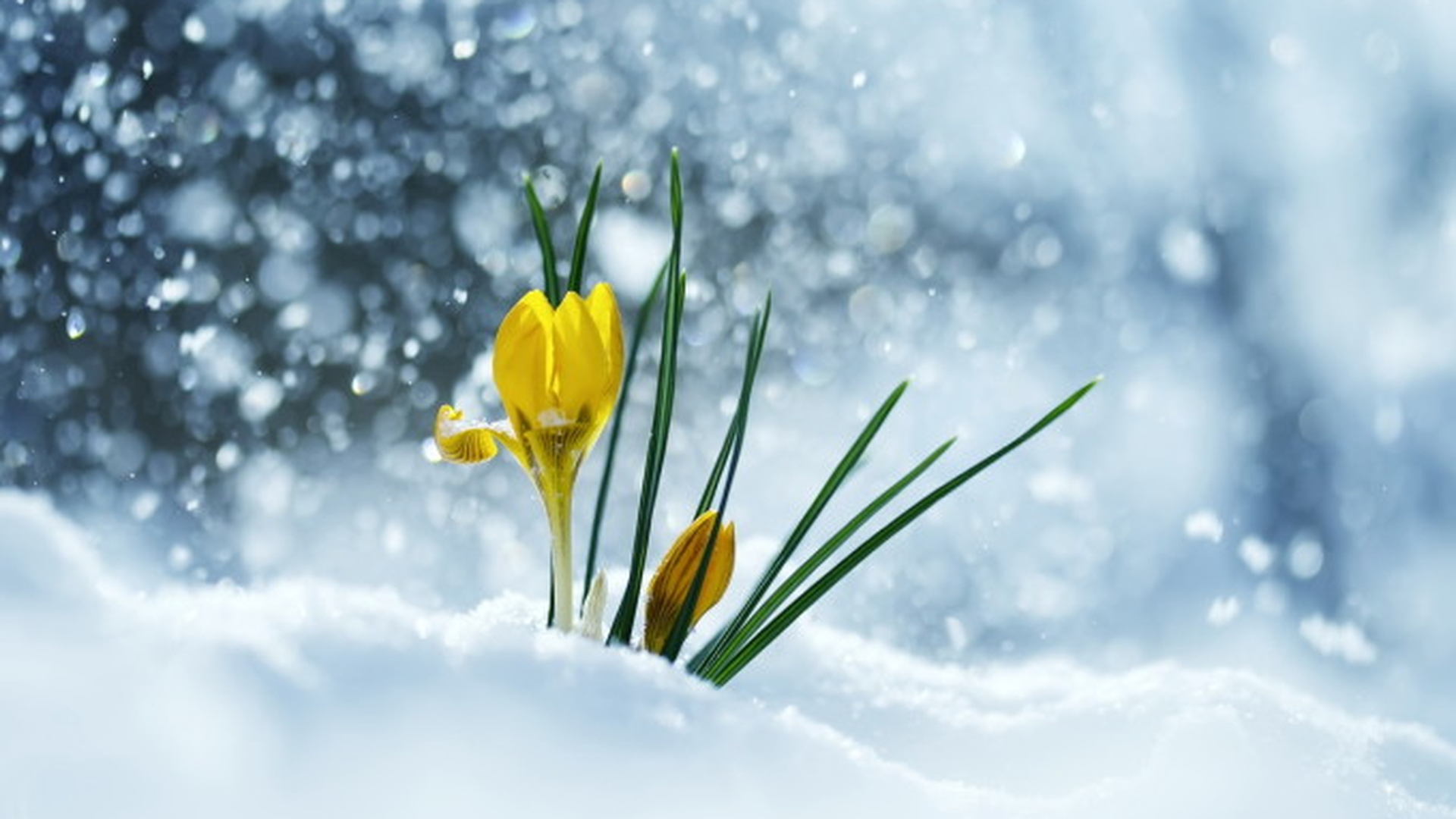 Prognoza meteo 26 februarie 2019. Nu scăpăm de ninsori
