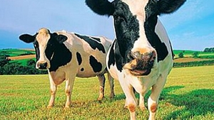 200 de bovine au fost descoperite moarte in SUA!
