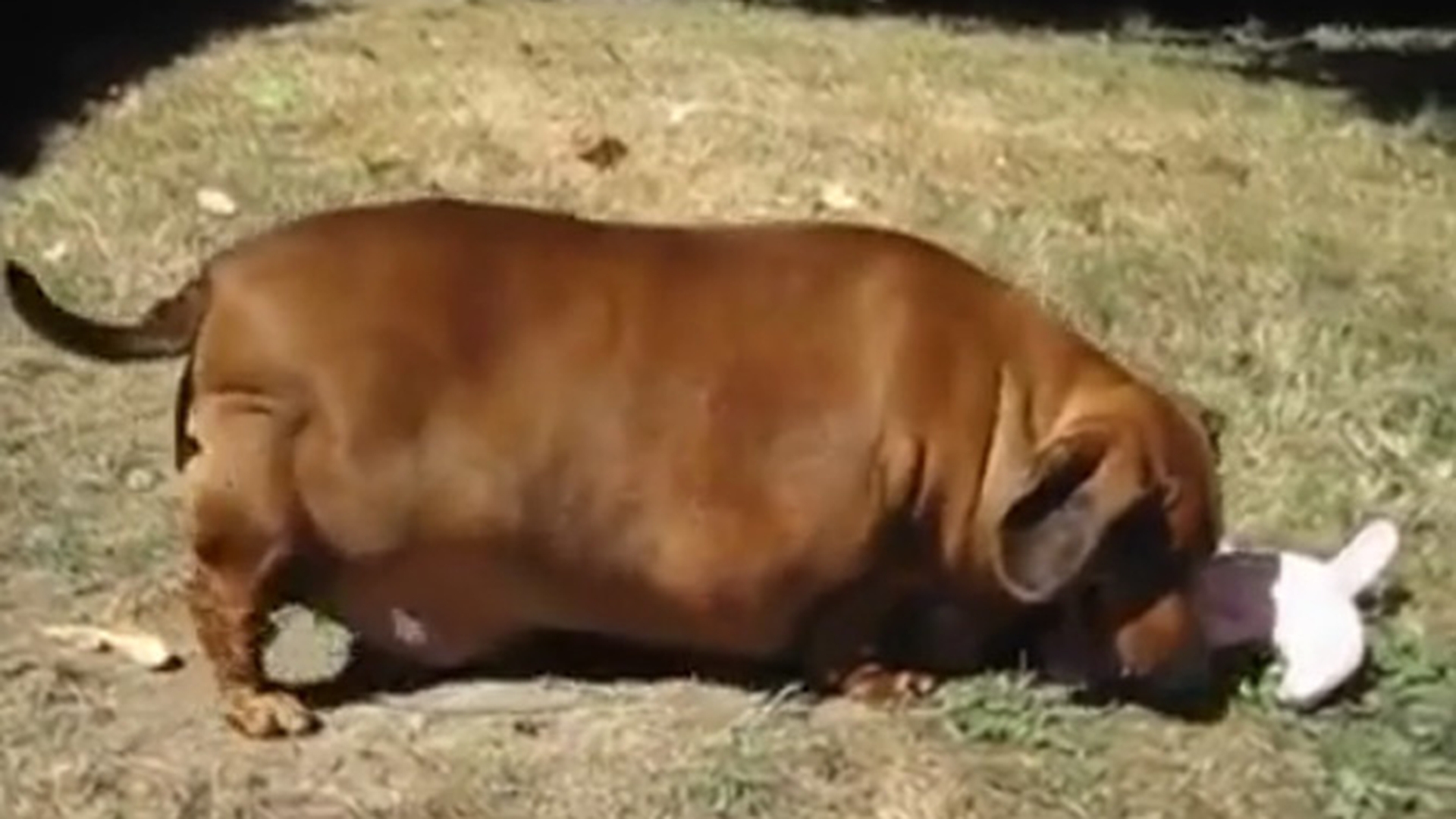 Absolut ireal! Uite cum arata Teckel-ul asta de 40 de kilograme - Nu mai i se vad picioarele si abia merge 5 metri