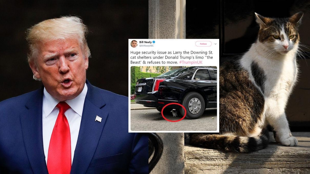 Donald Trump, umilit de cel mai cunoscut motan din Marea Britanie! Cum i-a ”blocat” mașina blindată
