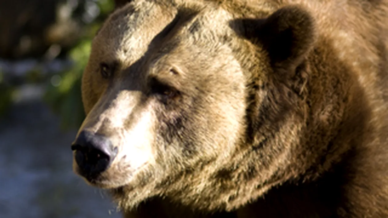 Un urs brun se plimba in libertate pe langa o scoala