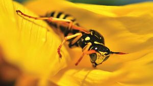 Fotbalistul din România care a dat lovitura în afaceri: „Sunt lipsite de substanțe chimice nocive”