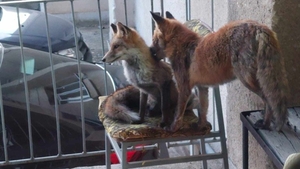 Vulpile bugetare. Două animale sălbatice și-au făcut bârlog într-o instituție publică din Alba