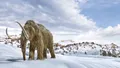 Carnea cu ADN de mamut produsă în laborator va fi „servită” în curând pe piață? / VIDEO