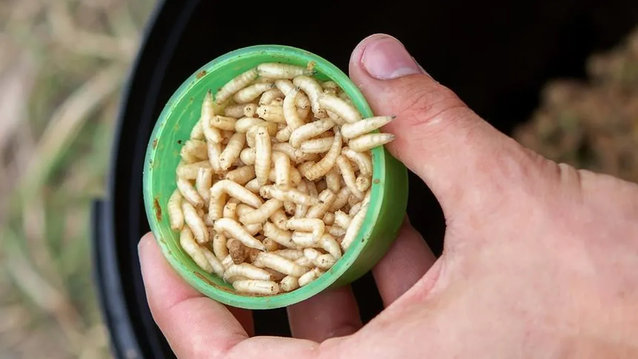 Scene apocaliptice într-un oraș din India. Viermi albi au căzut din cer, iar imaginile au stârnit controverse uriașe