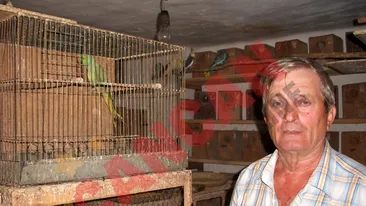 El creste papagali, pauni si dihori