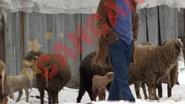 Madalin Voicu: Gigi sa-si vada de oile si de branza lui