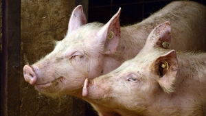 Carnea de porc, mai scumpă decât anul trecut! Cât costă acum un kilogram de carne