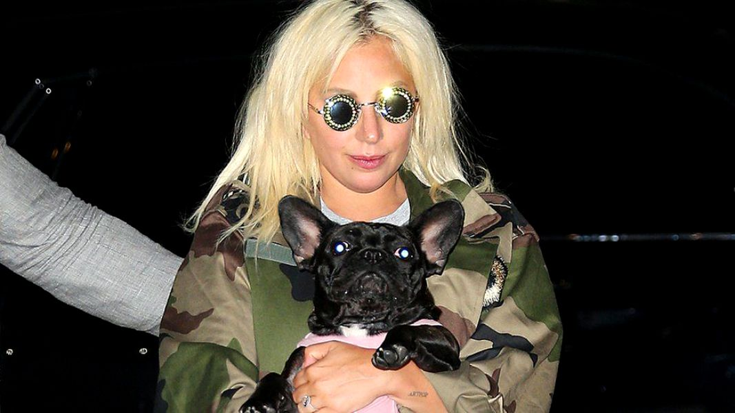 Câinii lui Lady Gaga au fost găsiți! Cine a încasat recompensa de jumătate de milion de dolari oferită de artistă
