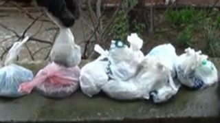 VIDEO O femeie din Ploiesti s-a trezit cu 20 de serpi in casa