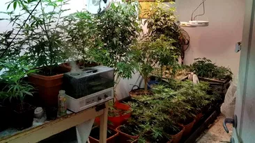 VIDEO. Un dâmbovițean cultiva cannabis în sera de acasă. Panourile solare l-au dat de gol, după doi ani