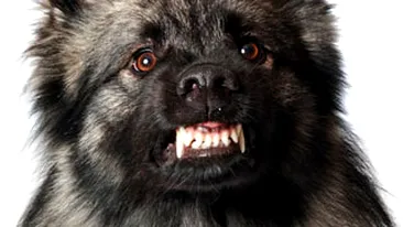 Trei oameni au fost atacati de un lup, in Bihor