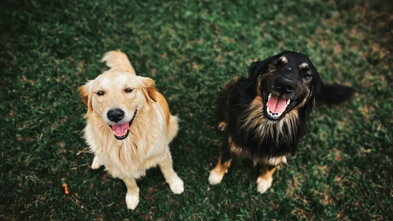 De ce urlă unii câini când aud muzică. Cercetătorii au descoperit misterul din spatele patrupezilor „soliști”