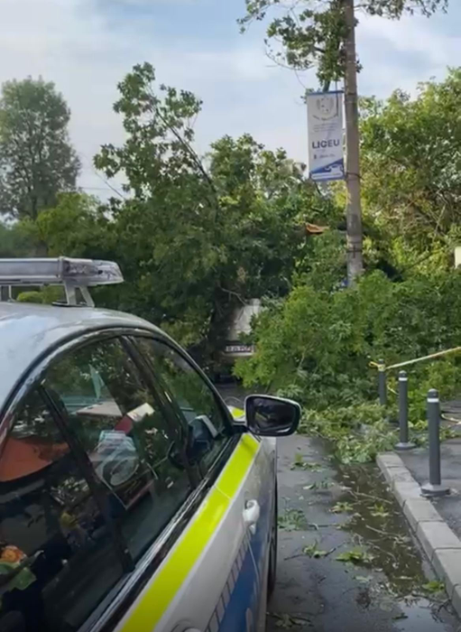 Furtuna a făcut prăpăd în București! Un copac a fost doborât în Sectorul 1 al Capitalei