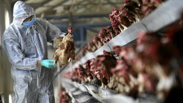 Focar de gripă aviară la o fermă de păsări din Mureș. Comerţul ambulant, suspendat pentru o lună